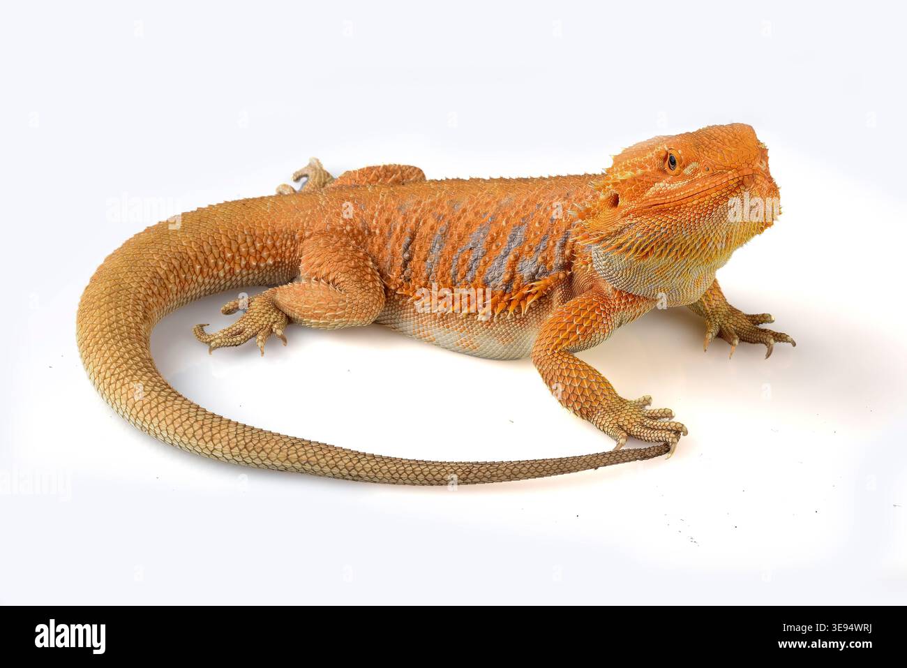 a bearded dragon among a white background Stock Photo