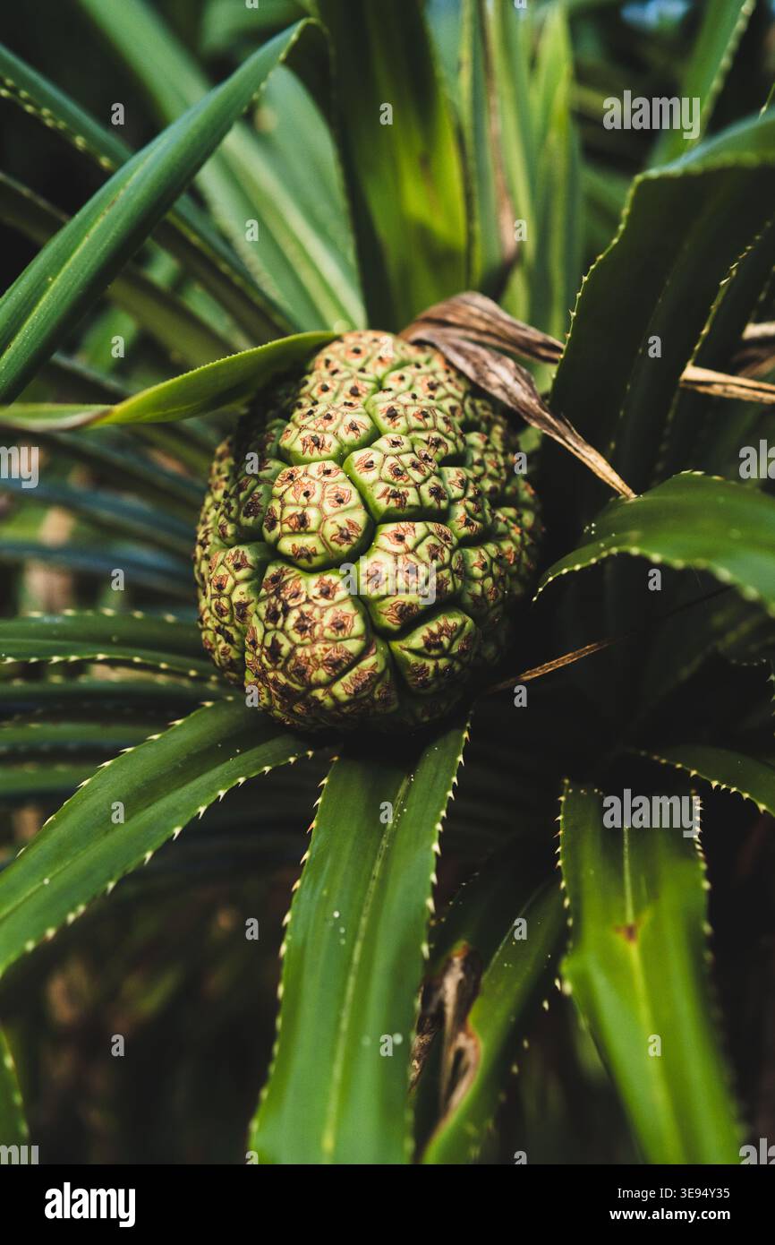 Pandanus tectorius hi-res stock photography and images - Alamy