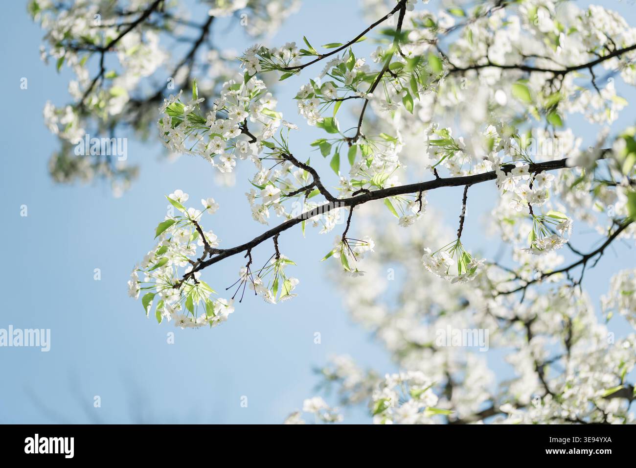 White spring blossoms on tree branch against soft blue sky Stock Photo