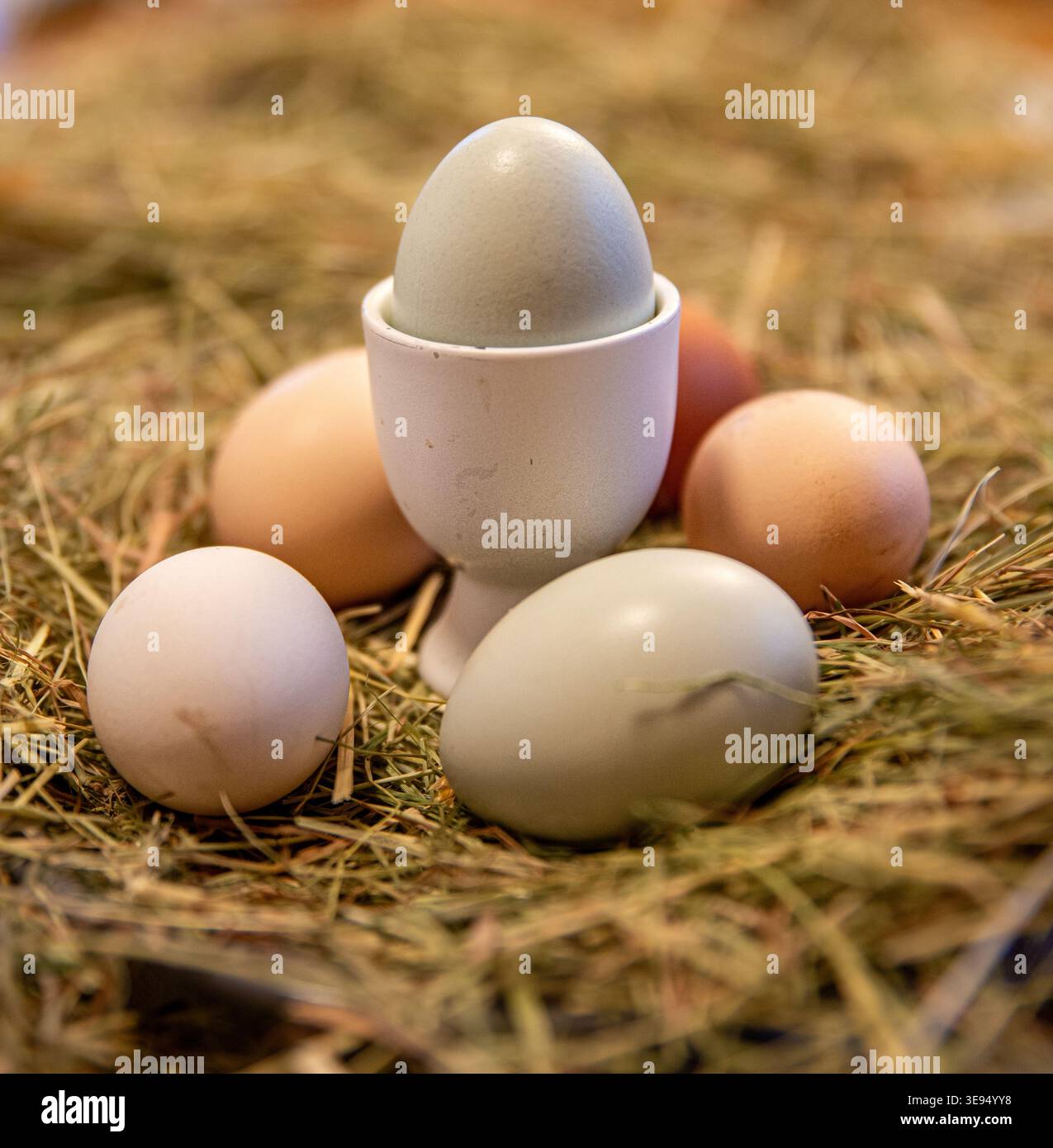 Free Range Eggs Stock Photo