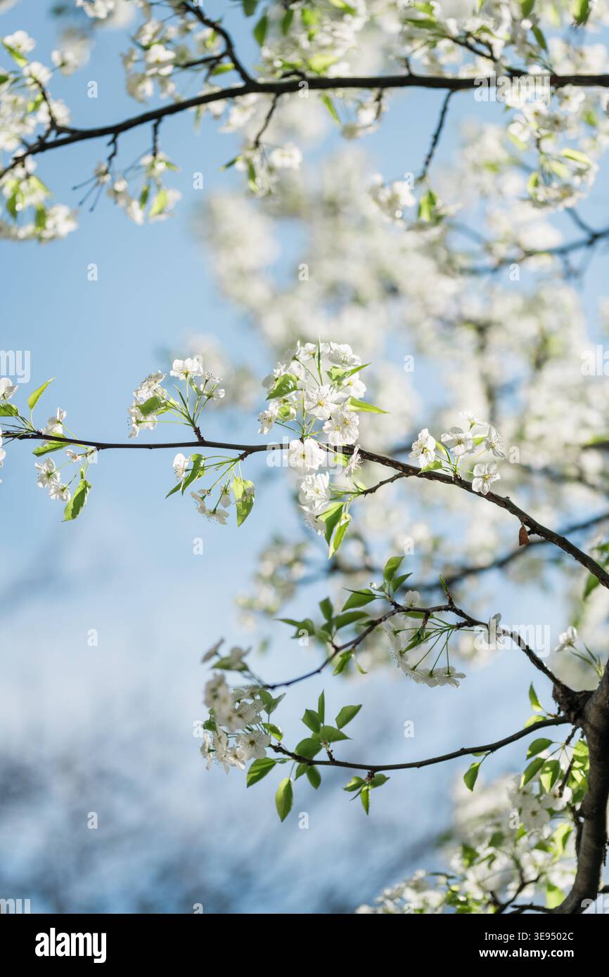 White spring blossoms on tree branches against blue sky Stock Photo