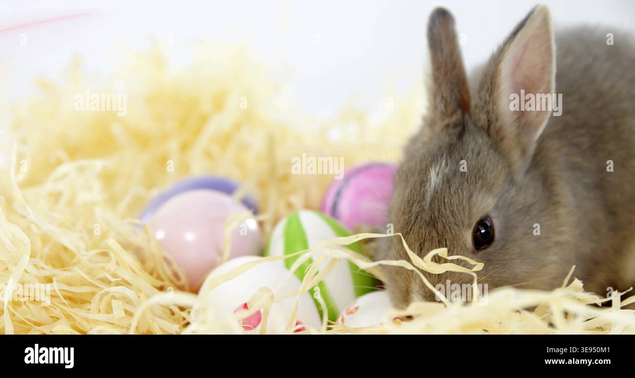 Sniffing small grey rabbit nudging yellow straw on white backdrop with pastel eggs, copy space Stock Photo