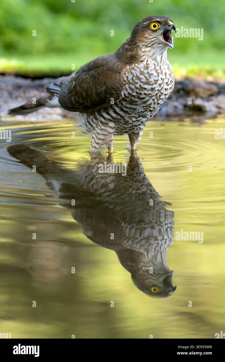 Young male Eurasian sparrowhawk at a watering point within a pine and oak forest in the early light of an autumn day Stock Photo