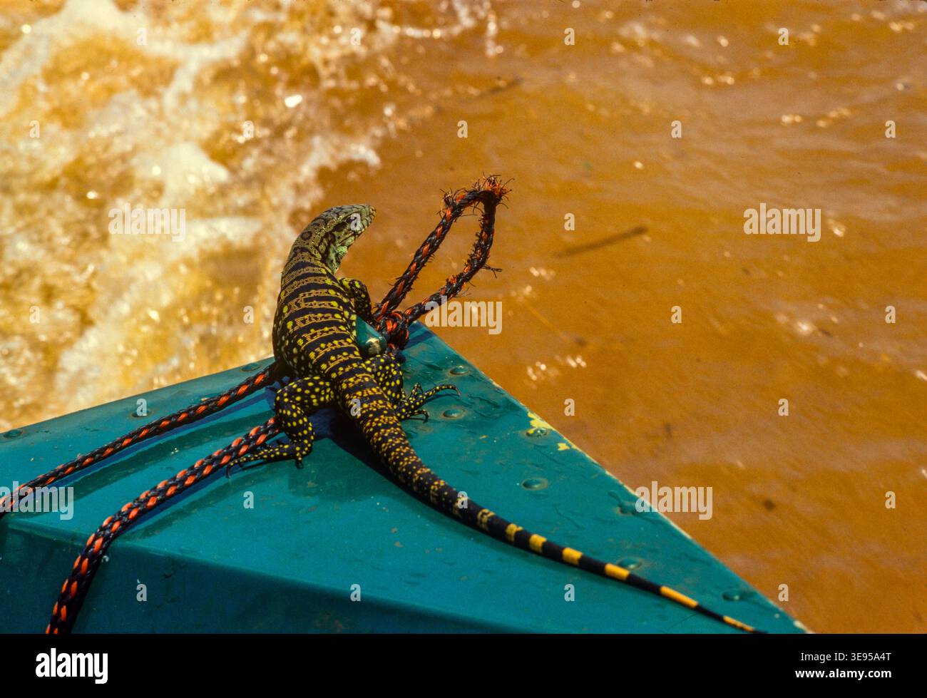 The animal rescue operation during the filling of the Itaipu Dam on the Paraguay Brazil border in October 1982 rescued some of the vast numbers of animals displaced by the rising waters. Stock Photo