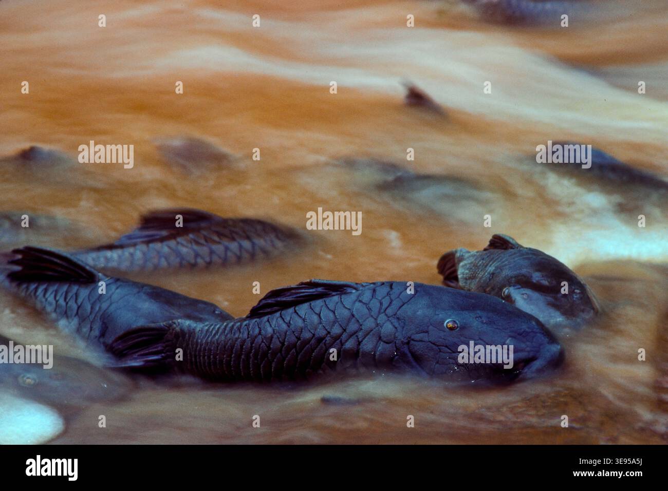 Blue-eyed Pleco, an armored catfish. During the filling of the Itaipu reservoir in 1982, these bottom-dwelling fish became disoriented by the massive influx of sediment. Local teams moved some to more stable areas or releasing them into protected biological reserves. Stock Photo