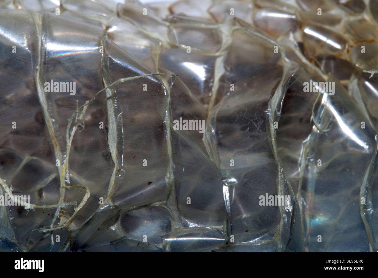 Close up of shedded snake skin snakeskin textured reptile background Stock Photo