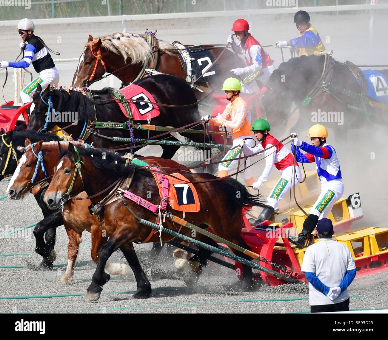 Ban'ei kyoso, Japanese horse racing in which draft horses pull heavy ...