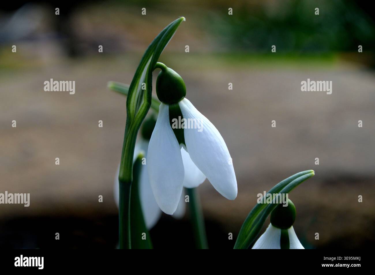 Galanthus 'Cicely Hall' (Dwarf Snowdrop) grown in the Alpine House at  at RHS Garden Harlow Carr, Harrogate, Yorkshire, England, UK. Stock Photo