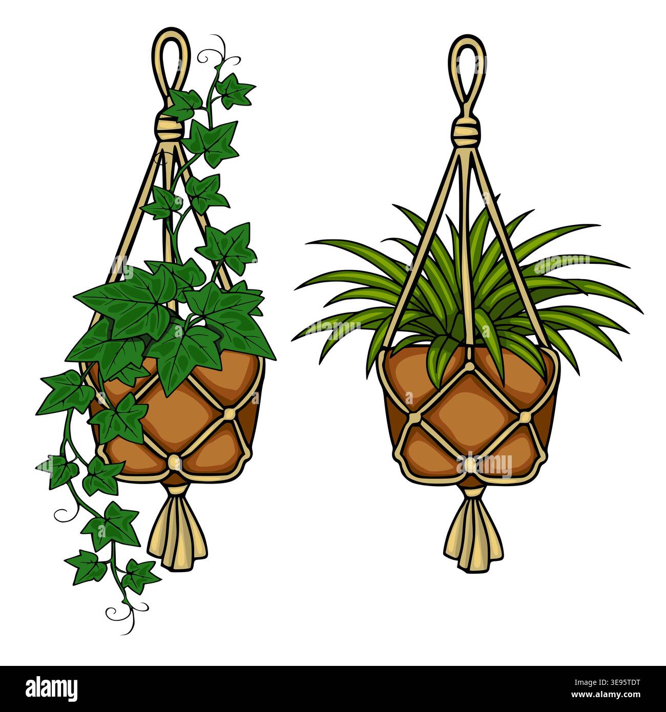 Spider plant hanging basket Stock Vector Images - Alamy