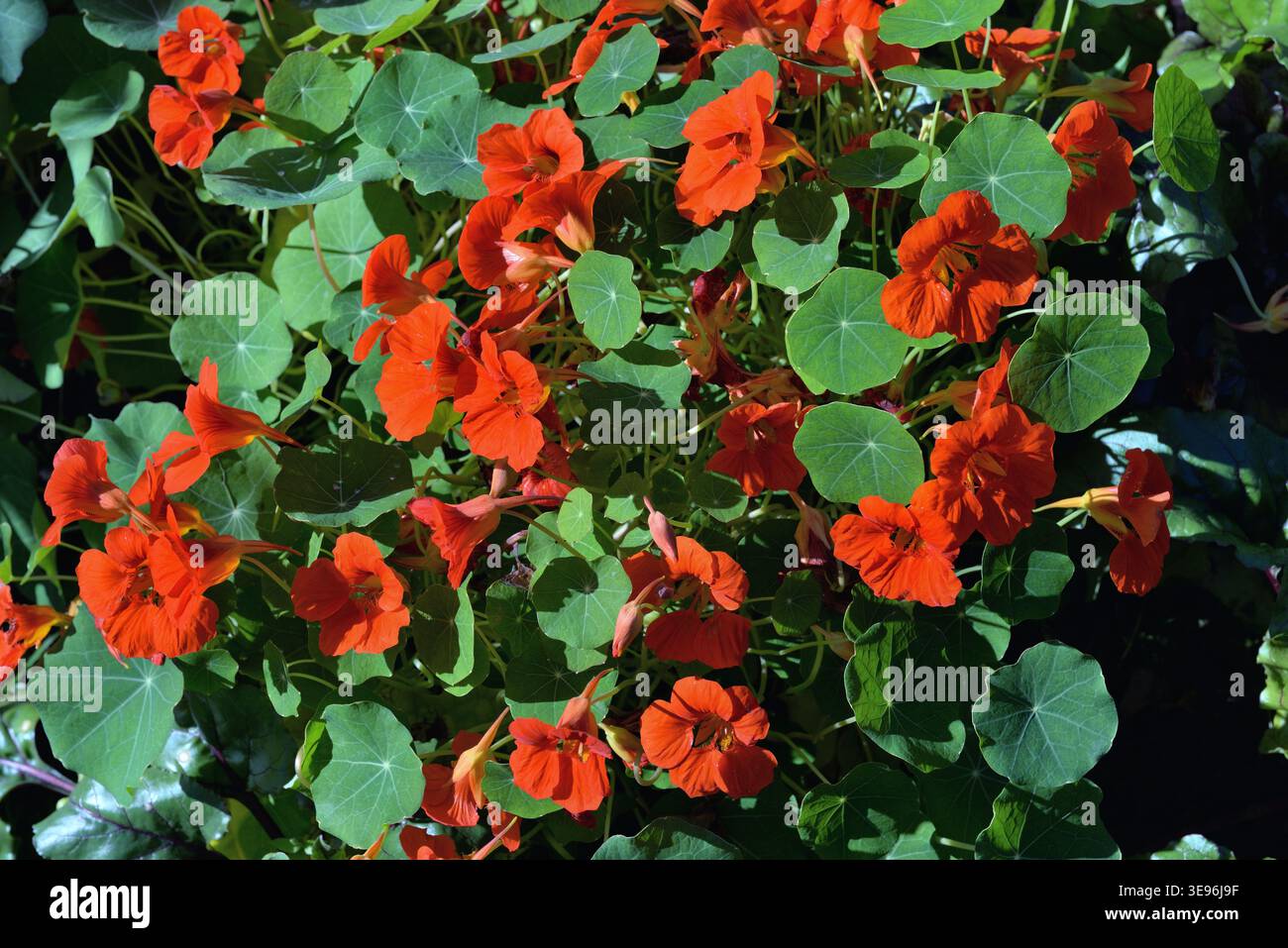The edible peppery flowers of the Nasturtium plant (Tropaeolum majus) Stock Photo