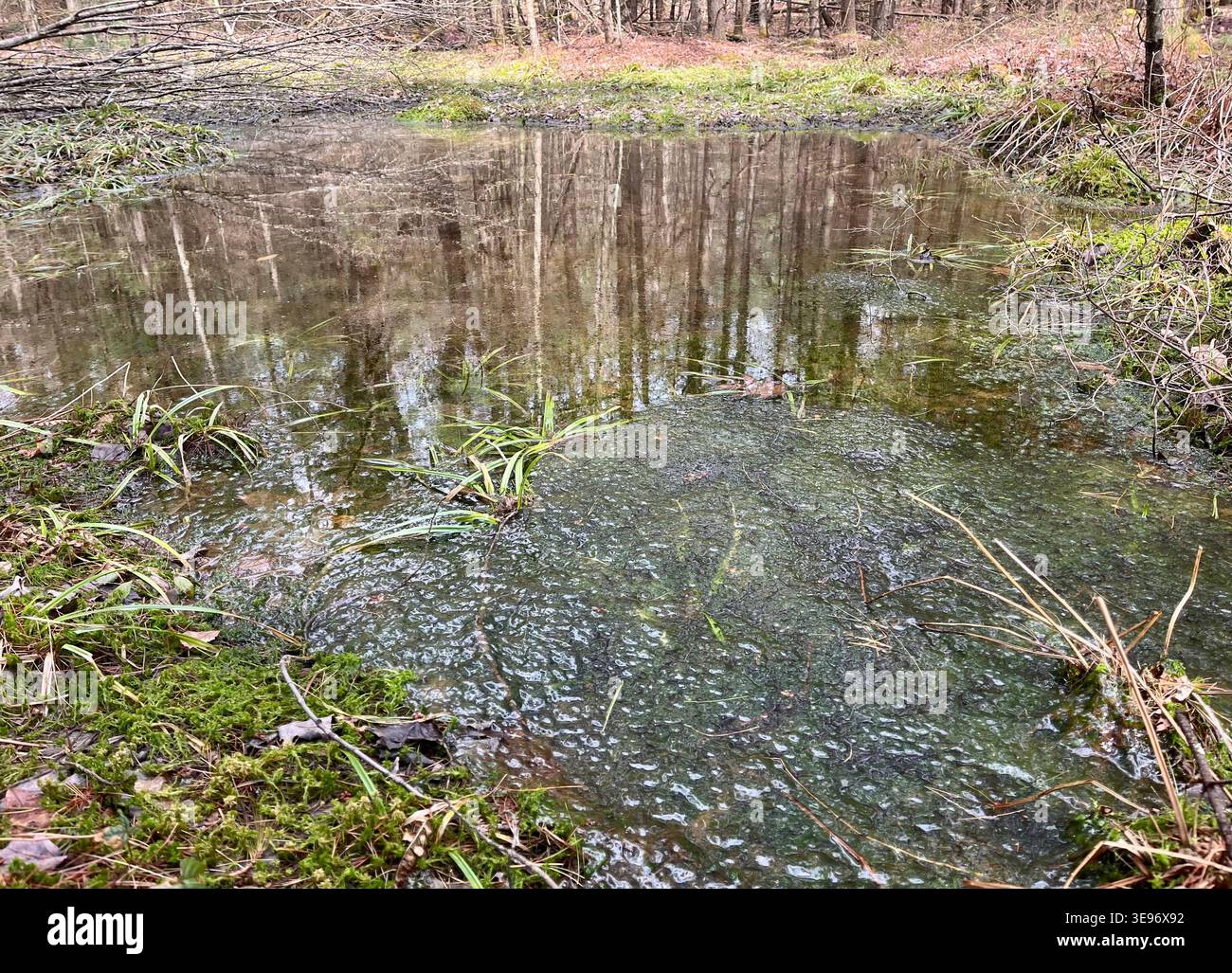 Vernal pool with frog eggs along Black Forest Trail in north central Pennsylvania. Stock Photo