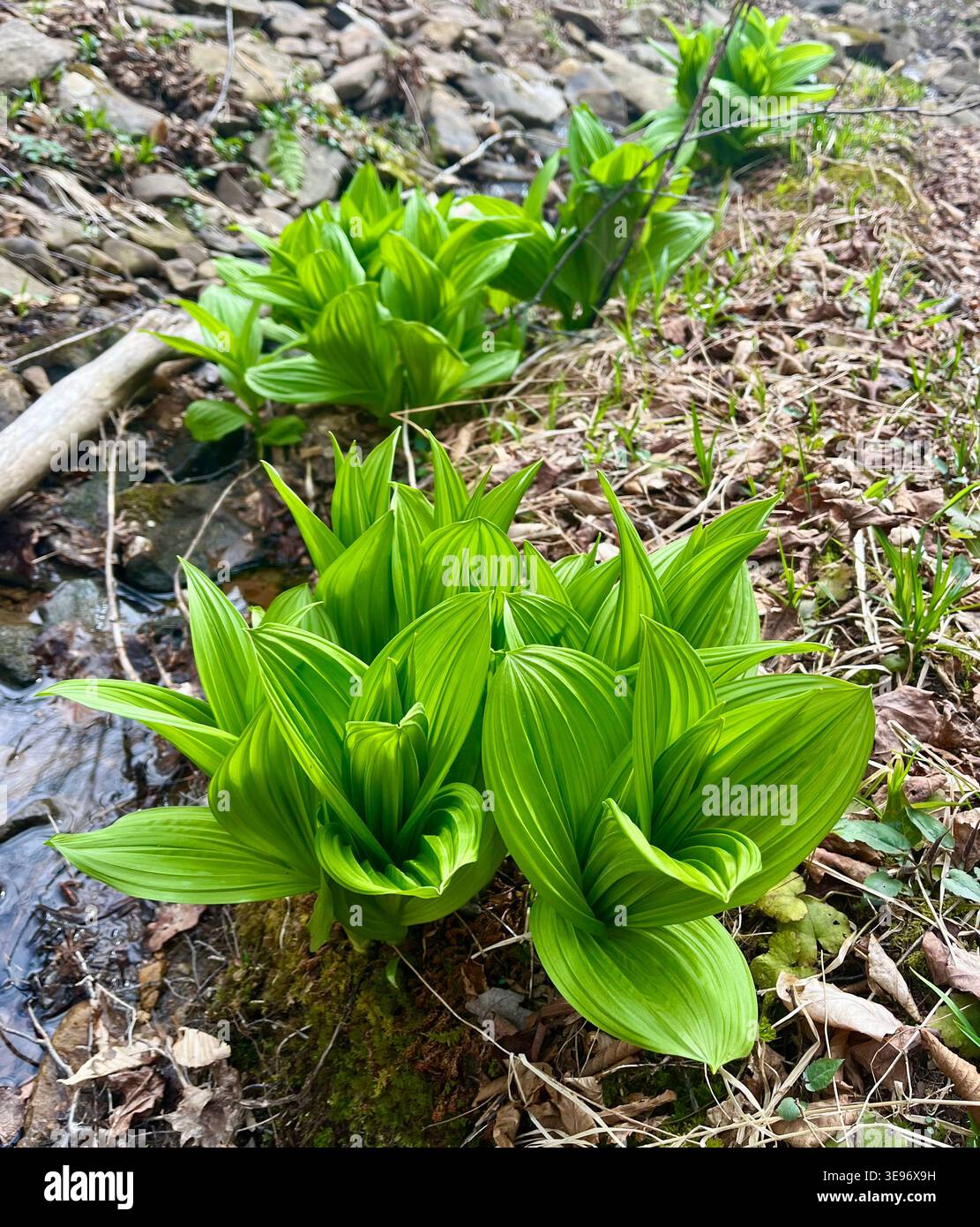 False hellebore along Black Forest Trail in Pennsylvania. - Smartphone Captured Stock Image