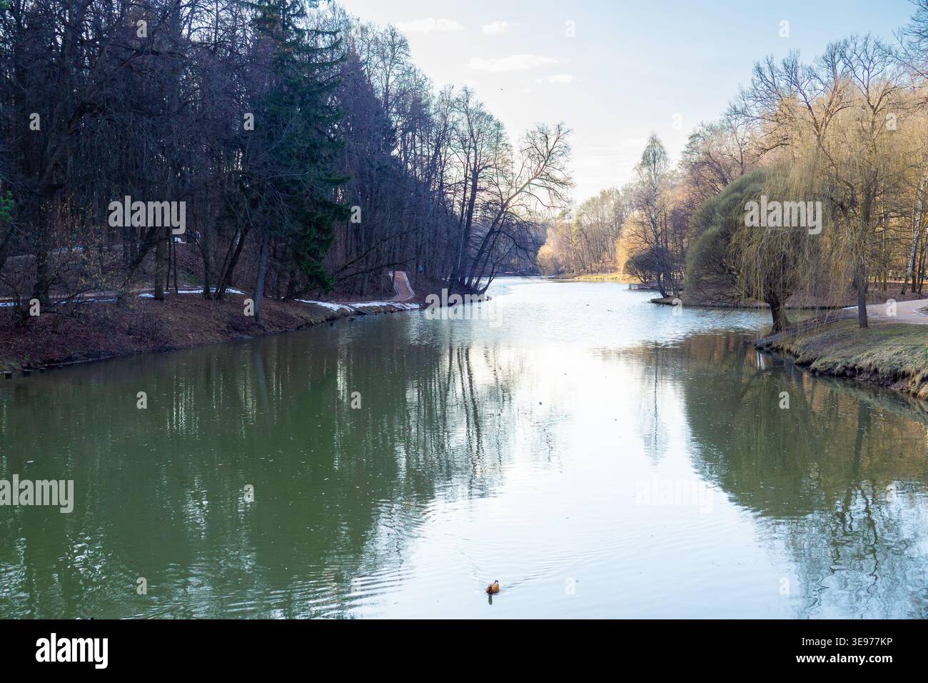 Tranquil Lake Environment Showcasing Single Duck And Distant Tree Images  Stock Photo