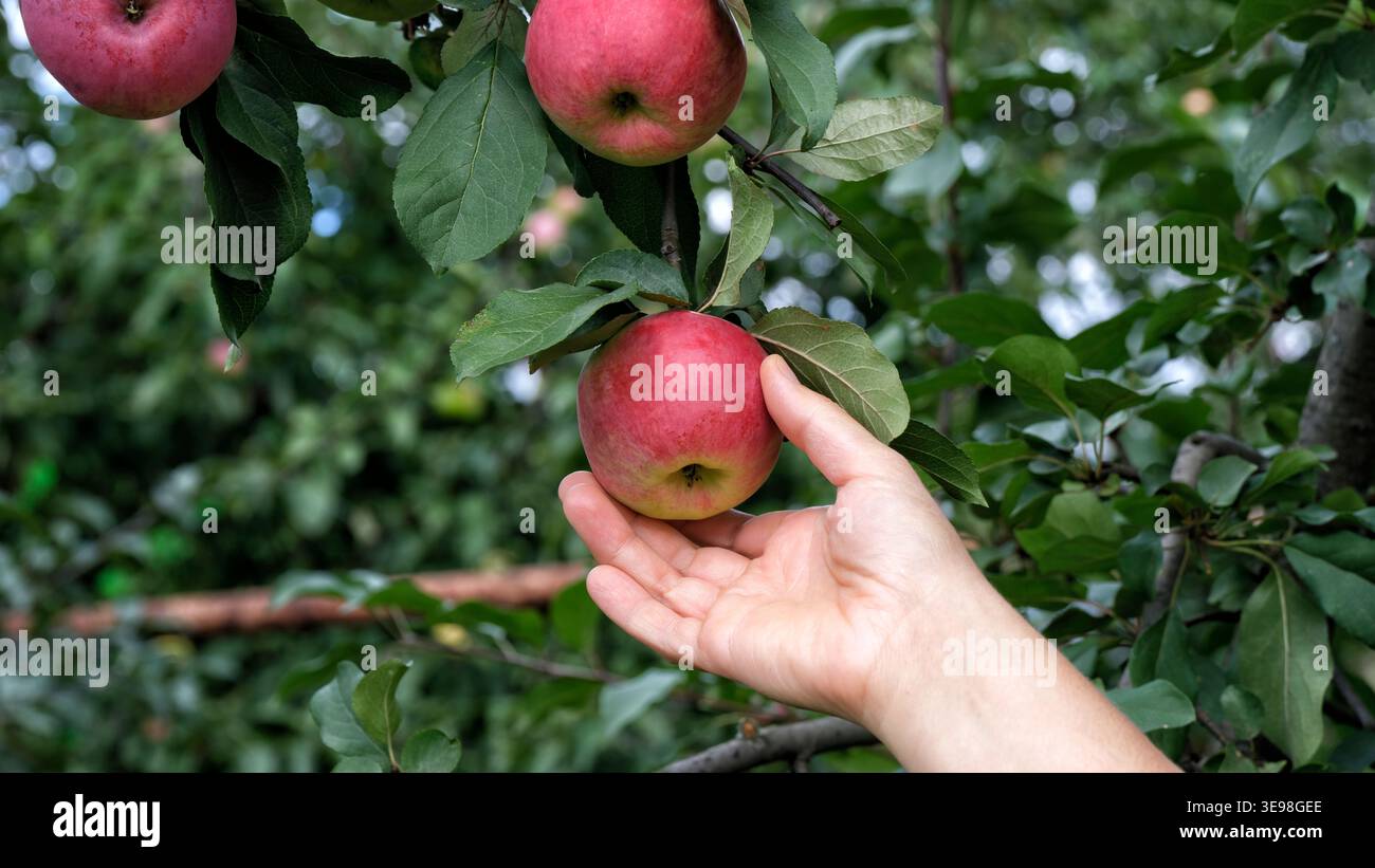 A woman picking a ripe red apple from a leafy branch in a garden. Close up. Stock Photo
