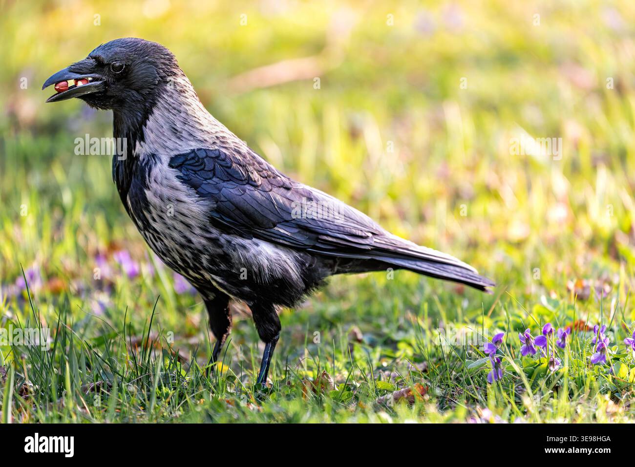 A Hooded Crow with Hazelnuts in its Beak Stock Photo