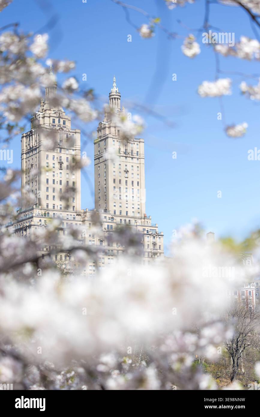 Spring in New York Cherry blossoms bloom in Central Park in Manhattan ...