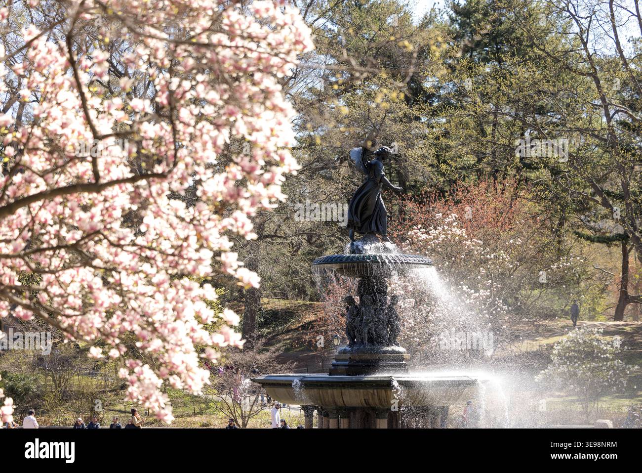 Spring in New York Cherry blossoms bloom in Central Park in Manhattan ...