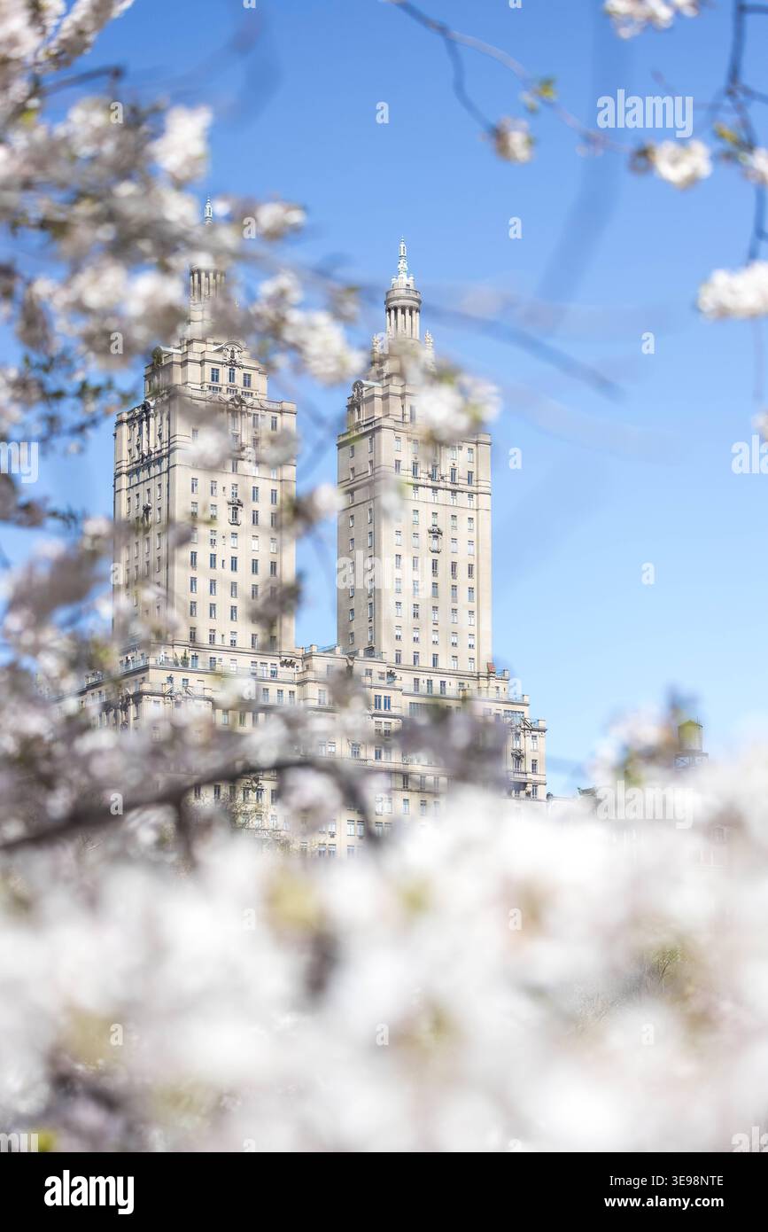 Spring in New York Cherry blossoms bloom in Central Park in Manhattan ...
