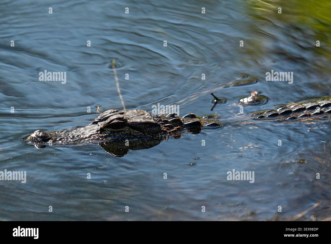 Aligator Rbc An alligator is seen near the 11th hole during the second round at the ...