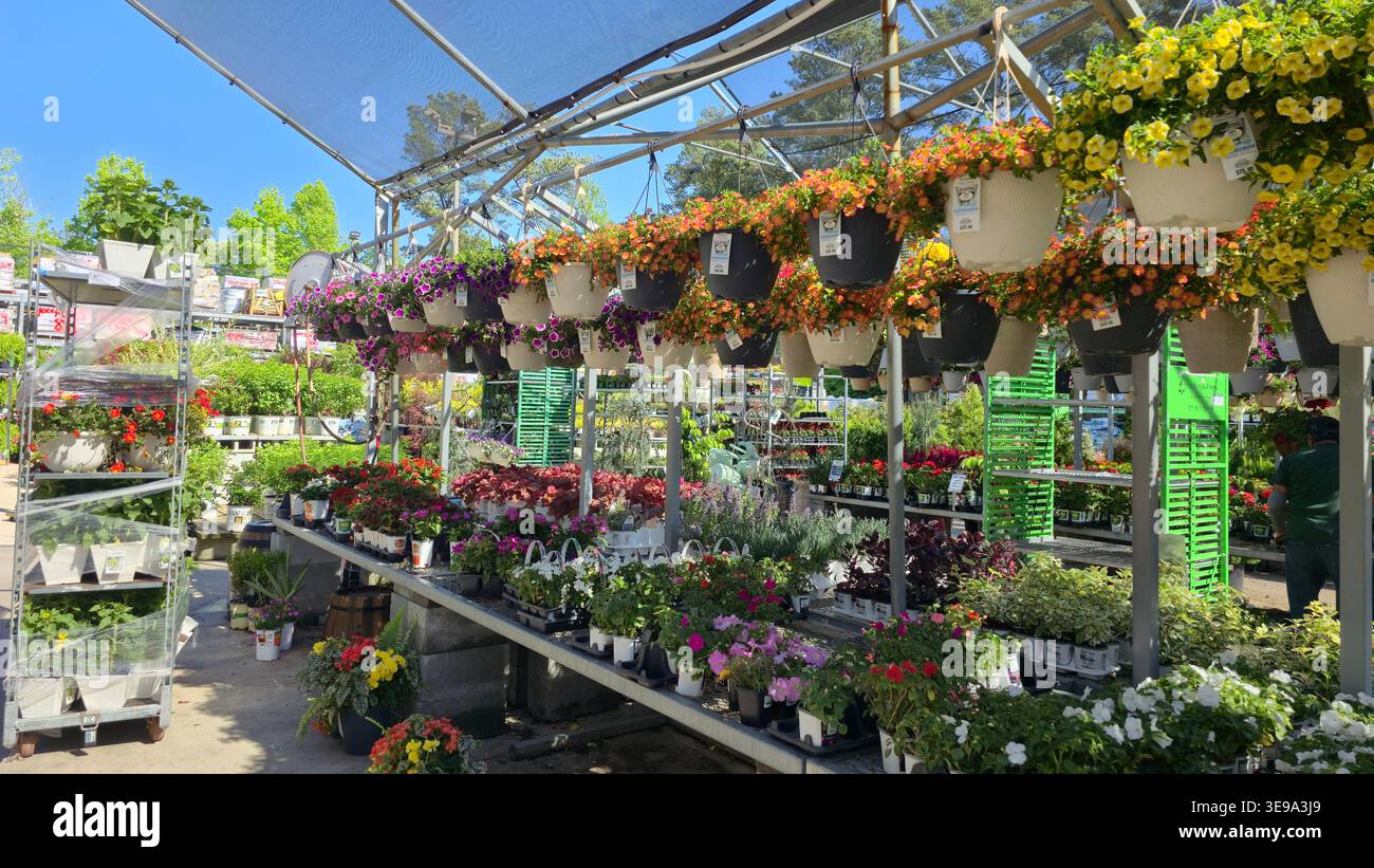 Colorful flowers and hanging baskets displayed inside a garden center at The Home Depot store, showcasing seasonal plants and gardening products - Smartphone Captured Stock Image