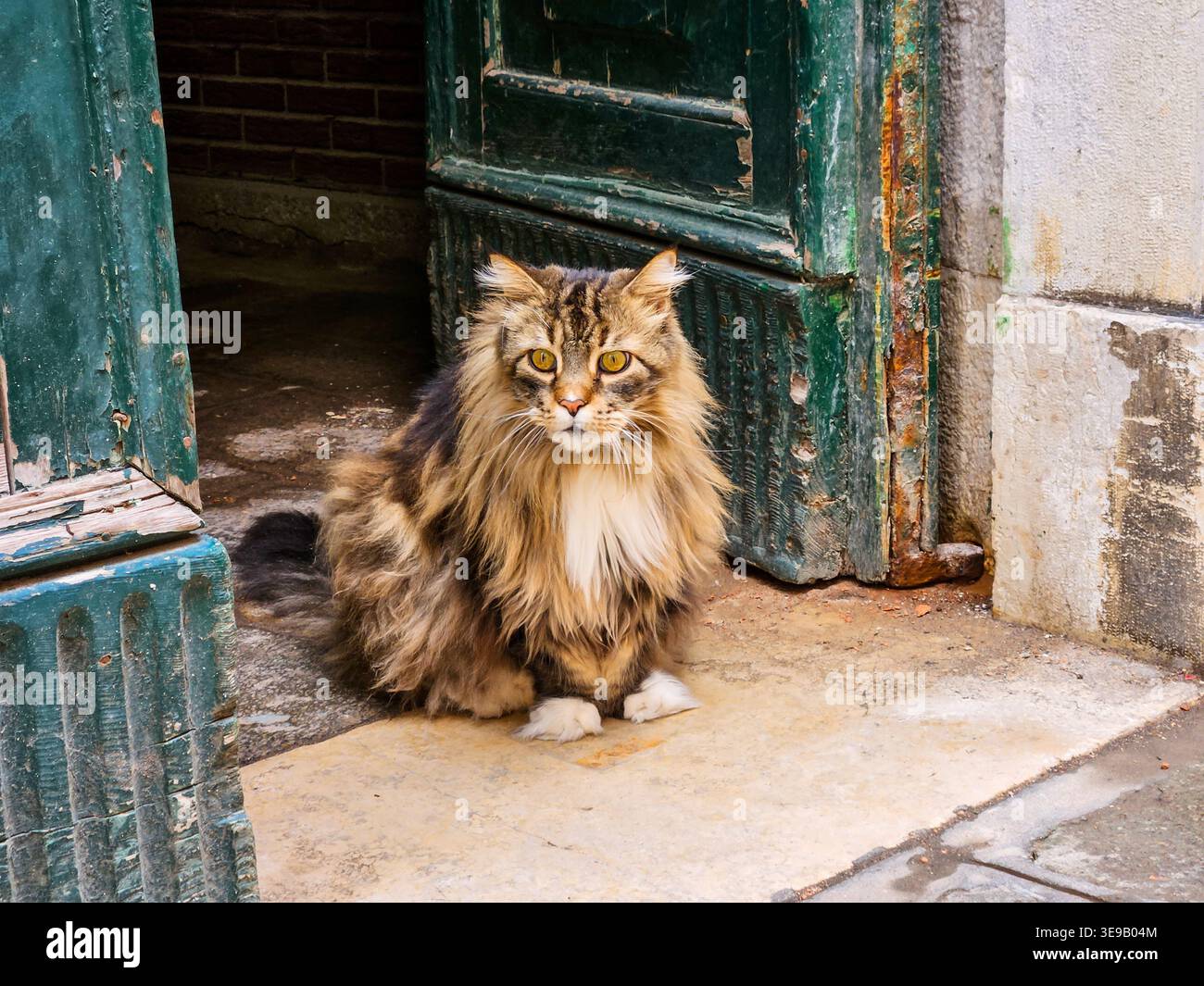 Long haired cat of Burano Stock Photo