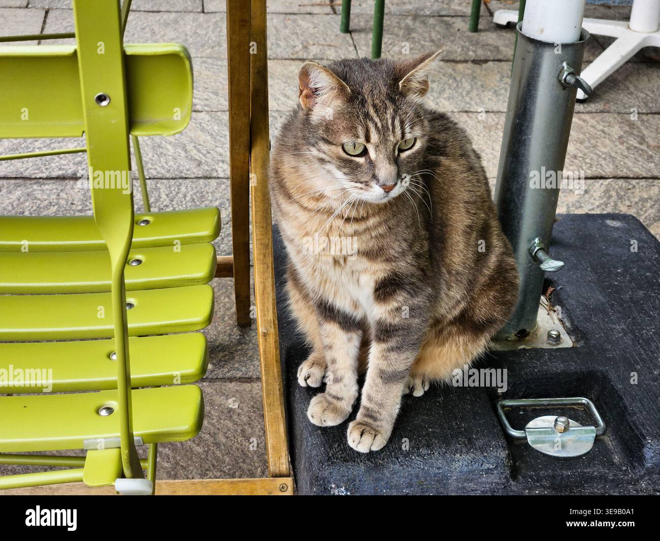 Cat of Burano Stock Photo