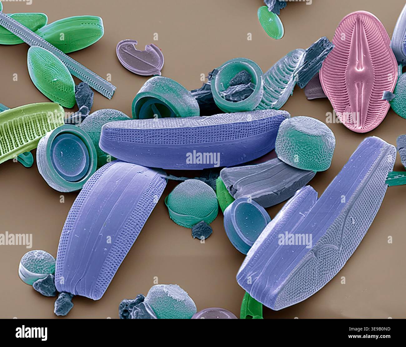 Diatoms. Coloured scanning electron micrograph (SEM) of a collection of ...