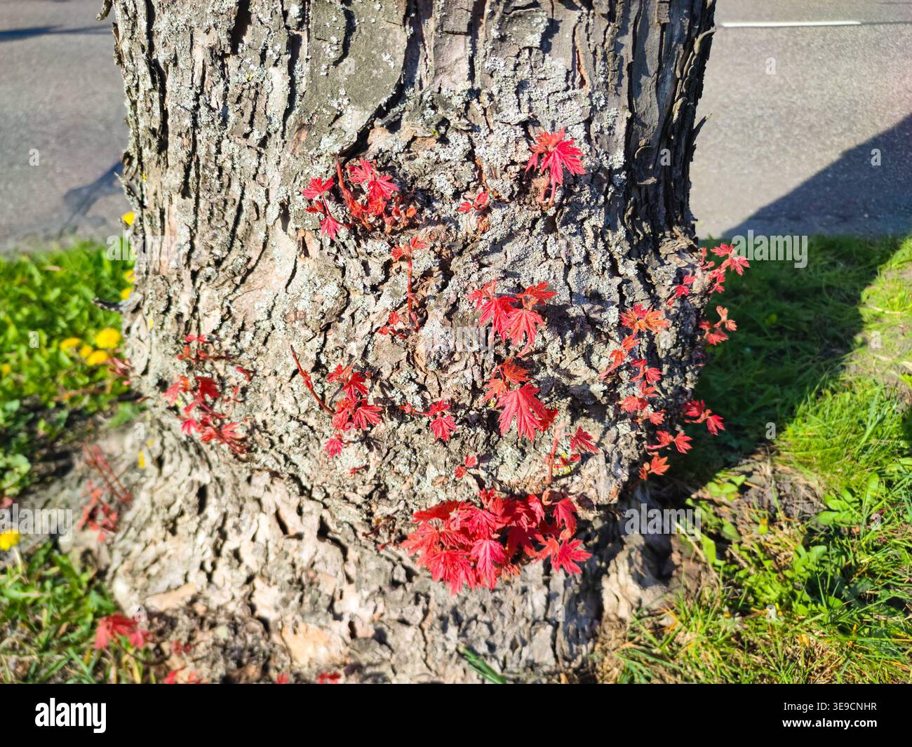 Red maple sprouts emerging from rough tree bark along the road Stock Photo