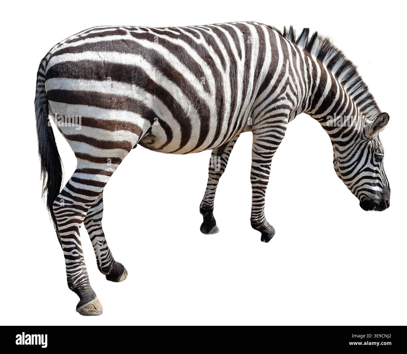 Zebra isolated on white background Stock Photo