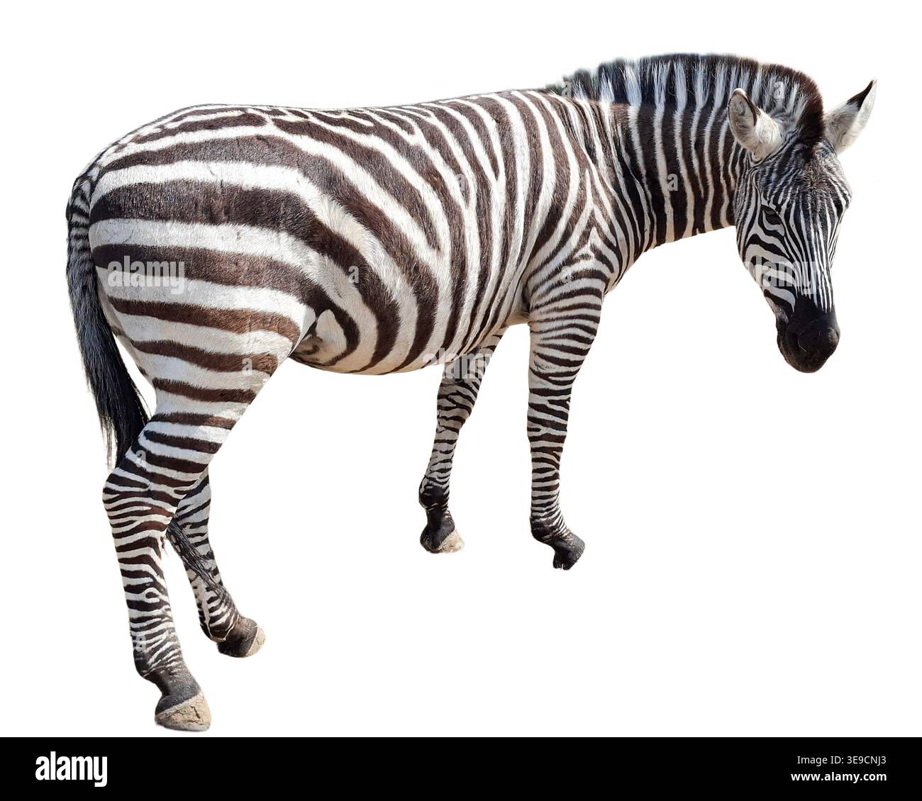 Zebra isolated on white background Stock Photo