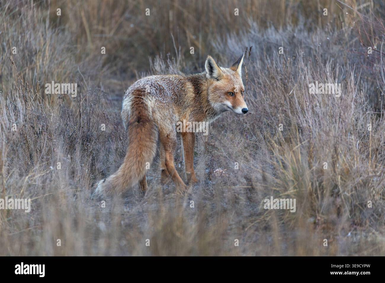 Fox; Vulpes vulpes; Winter; UK Stock Photo