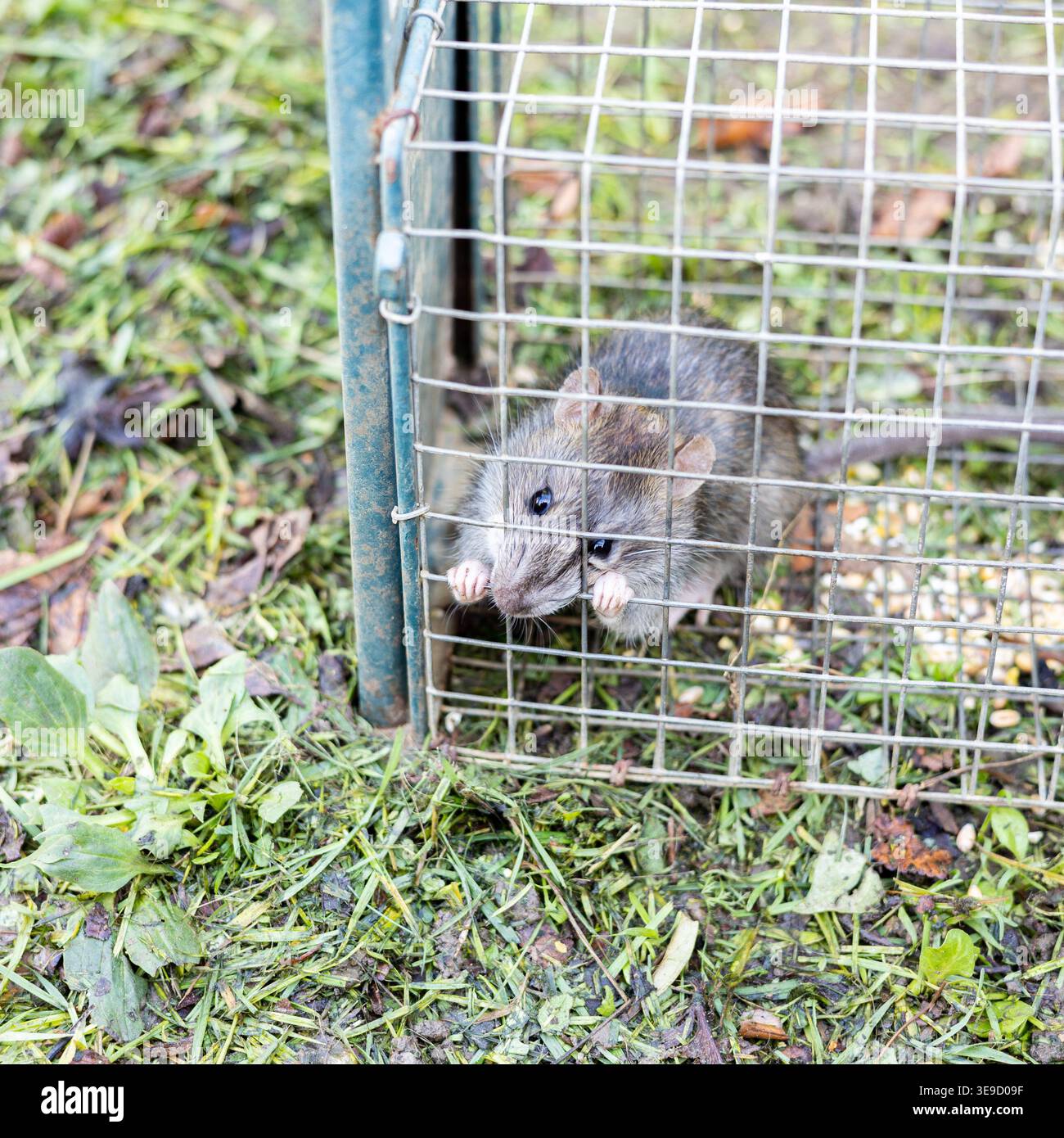 living rat trapped in an iron cage Stock Photo