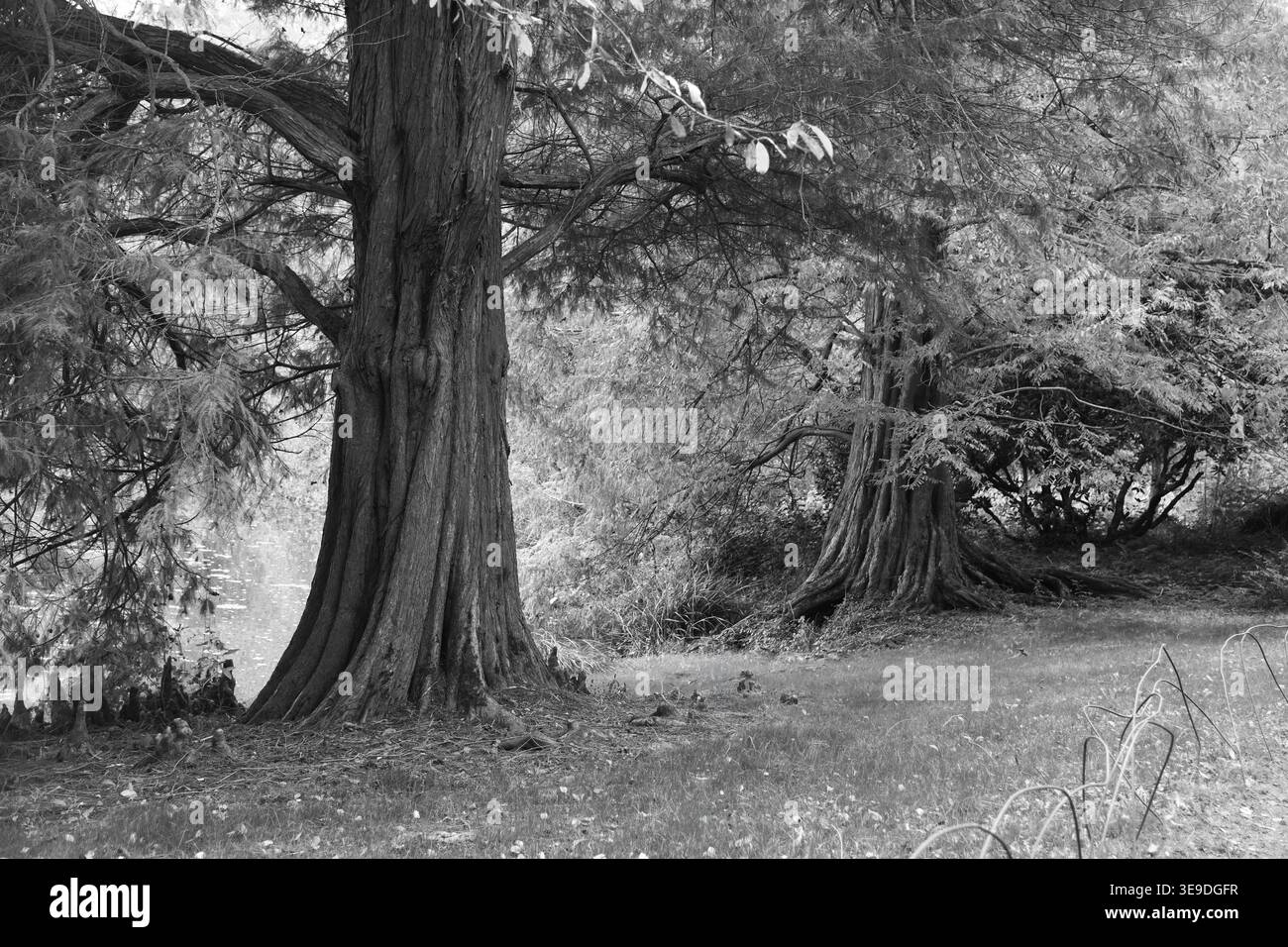 Dawn redwood tree Stock Photo