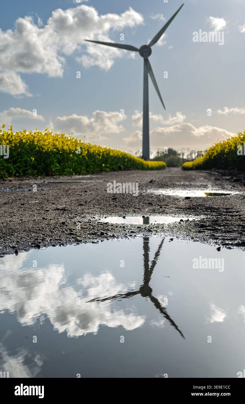 Field of bright yellow rapeseed plants for crushing to make rapeseed oil for cooking. Stock Photo