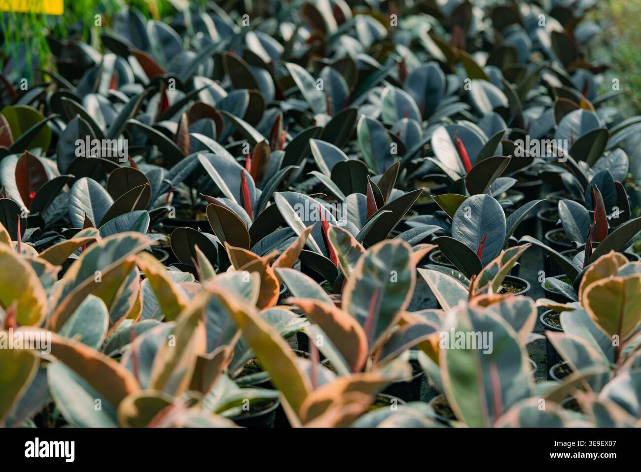 Ficus elastica plants, including burgundy and variegated varieties ...