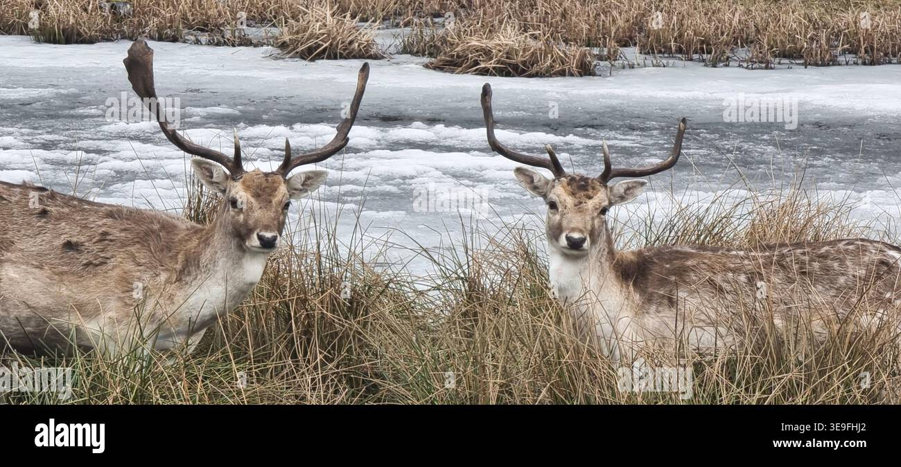 Two deer standing in tall grass near a partially frozen water surface in a natural habitat - Smartphone Captured Stock Image