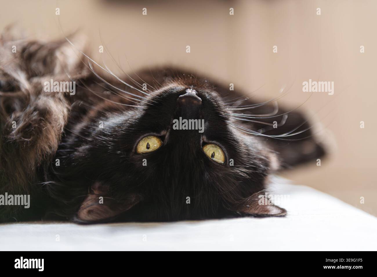 Black cat lying on its back on a sofa, looking at the camera, head upside down Stock Photo