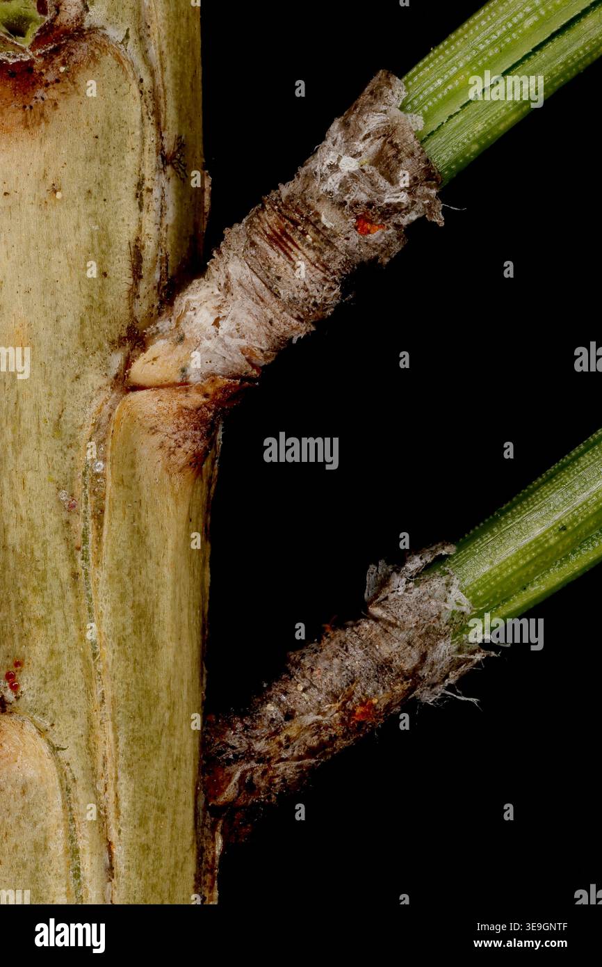 Decurrent leaf base hi-res stock photography and images - Alamy