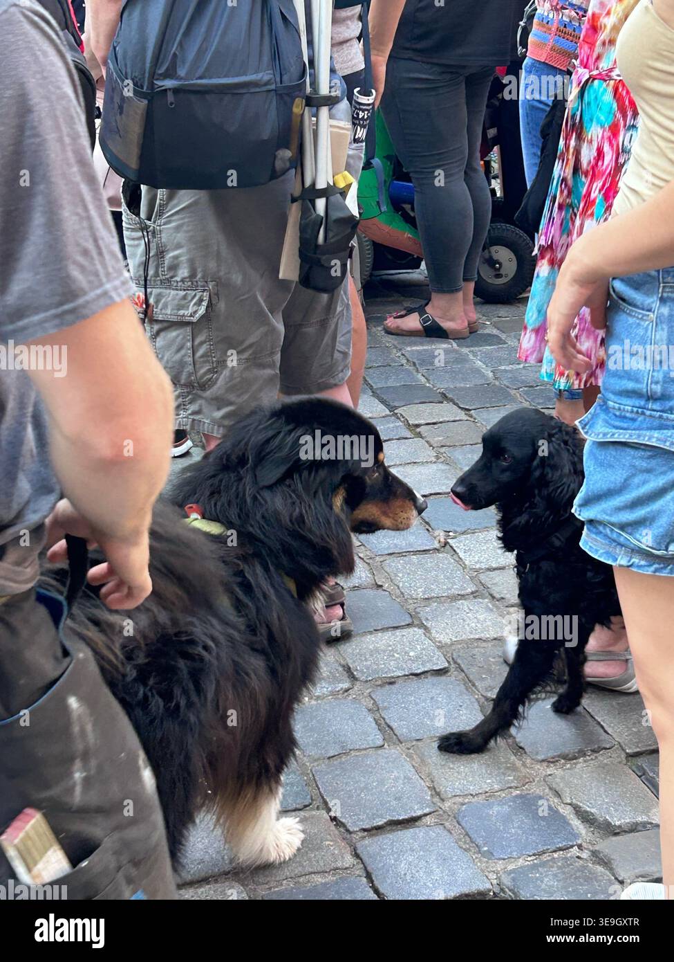 Bernese Mountain Dog sniffing another black dog at a summer festival in Germany, capturing a candid outdoor moment. - Smartphone Captured Stock Image
