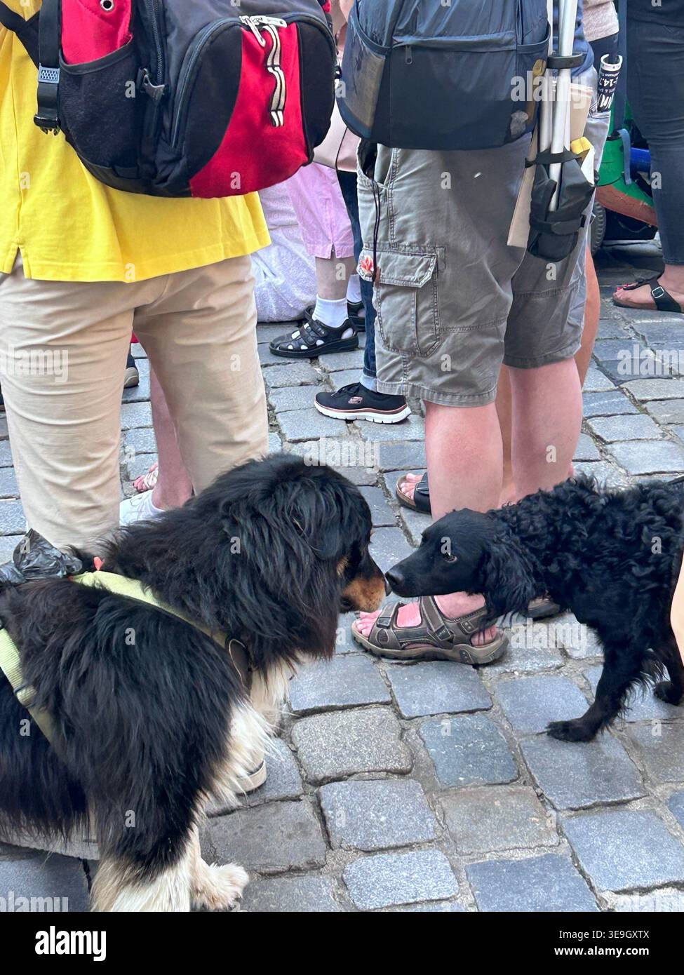 Two black dogs sniffing each other during a summer festival in Germany, capturing a playful and candid outdoor moment. - Smartphone Captured Stock Image