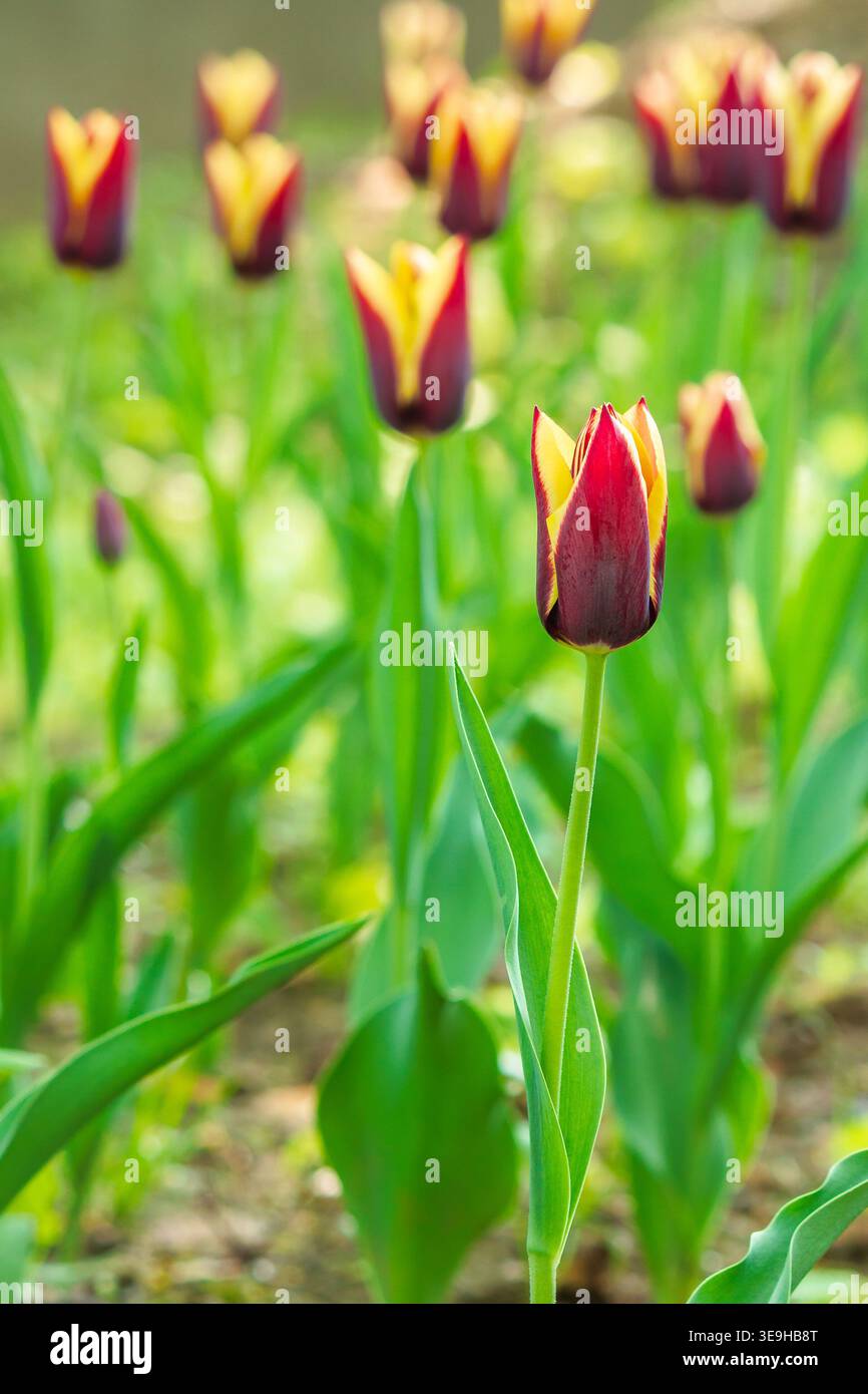 brown tulip flower with yellow stripe. picture of a blooming garden during spring. floral background for tulip greeting card. closeup view. shallow de Stock Photo