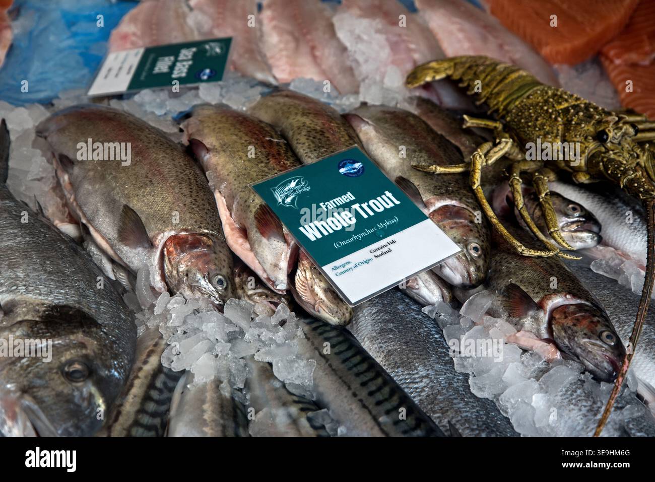 Farmed Whole Trout, Rainbow Trout (Oncorhynchus mykiss) on display in a fishmonger's window in Stockbridge, Edinburgh, Scotland, UK. Stock Photo