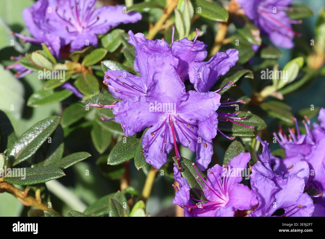taxus dnger Heimische Eibe