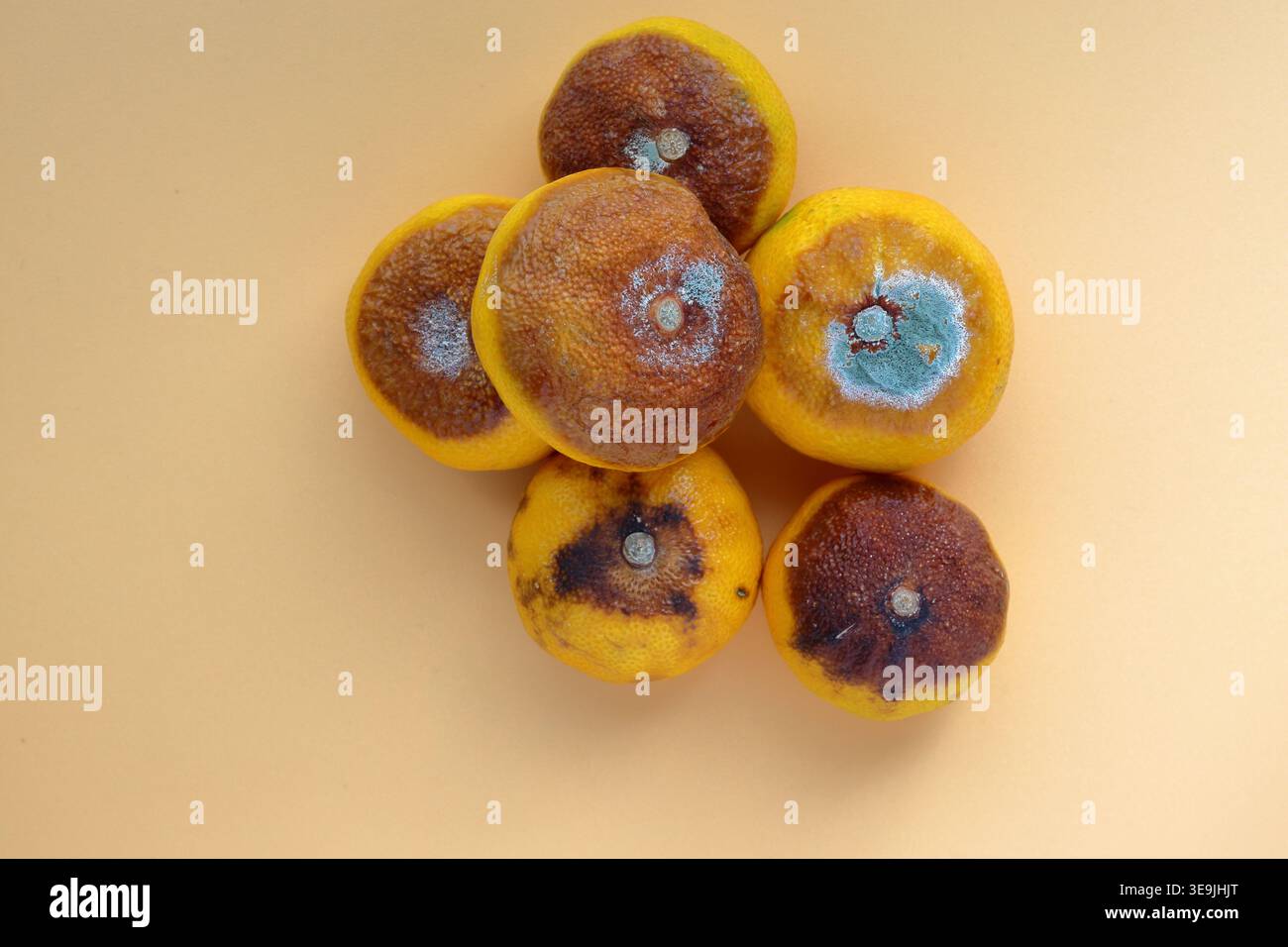 Old rotten citrus fruit, tangerine. Above angle shot. Orange color with brown and green mold. Stock Photo