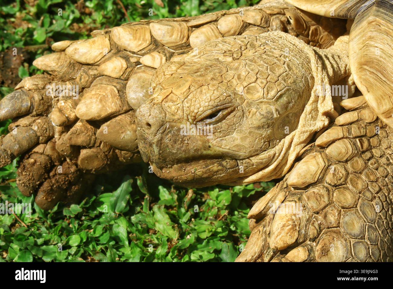 Frontal close-up portrait of an African spurred tortoise (Centrochelys ...