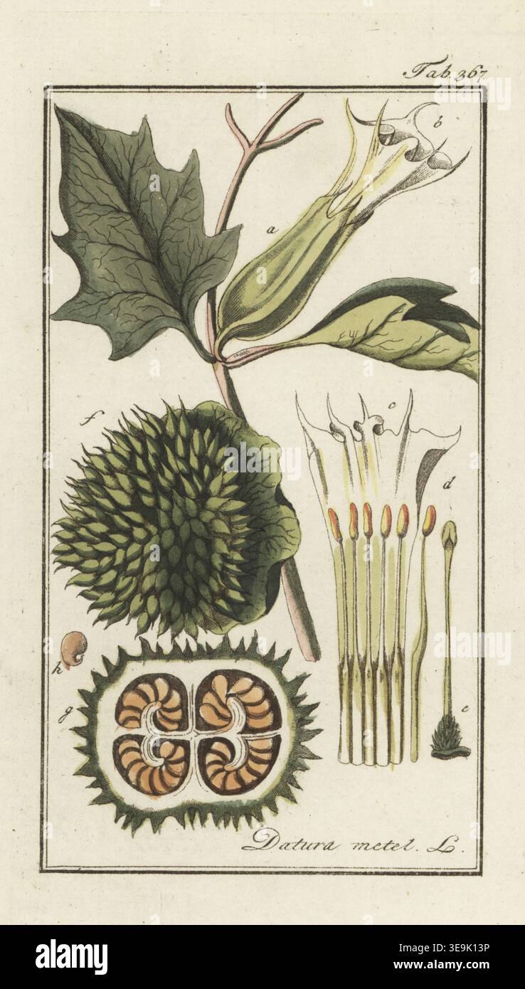 Datura botanical illustration hi-res stock photography and images