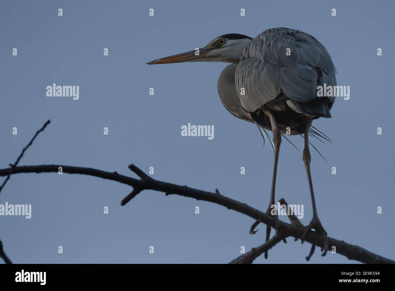 A grey heron (Ardea cinerea) fishing perched in a tree in a park in Kanagawa, Japan. Stock Photo