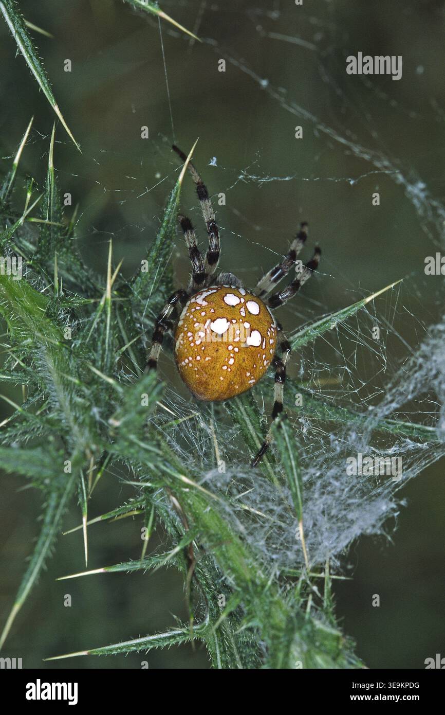 Araneus quadratus, four-spotted wheelweb spider Stock Photo