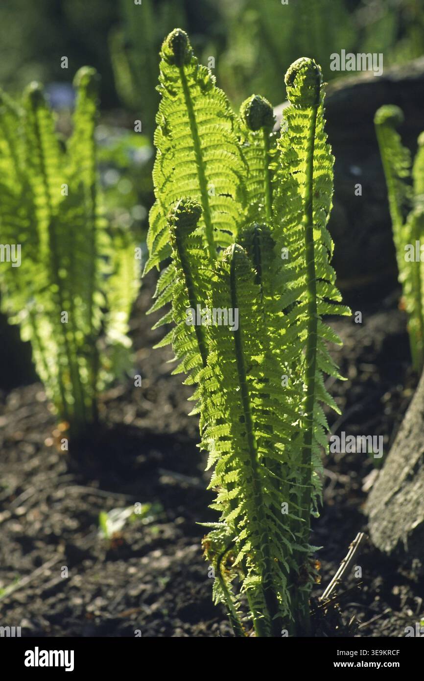 Matteucia struthiopteris, German ostrich fern Stock Photo - Alamy