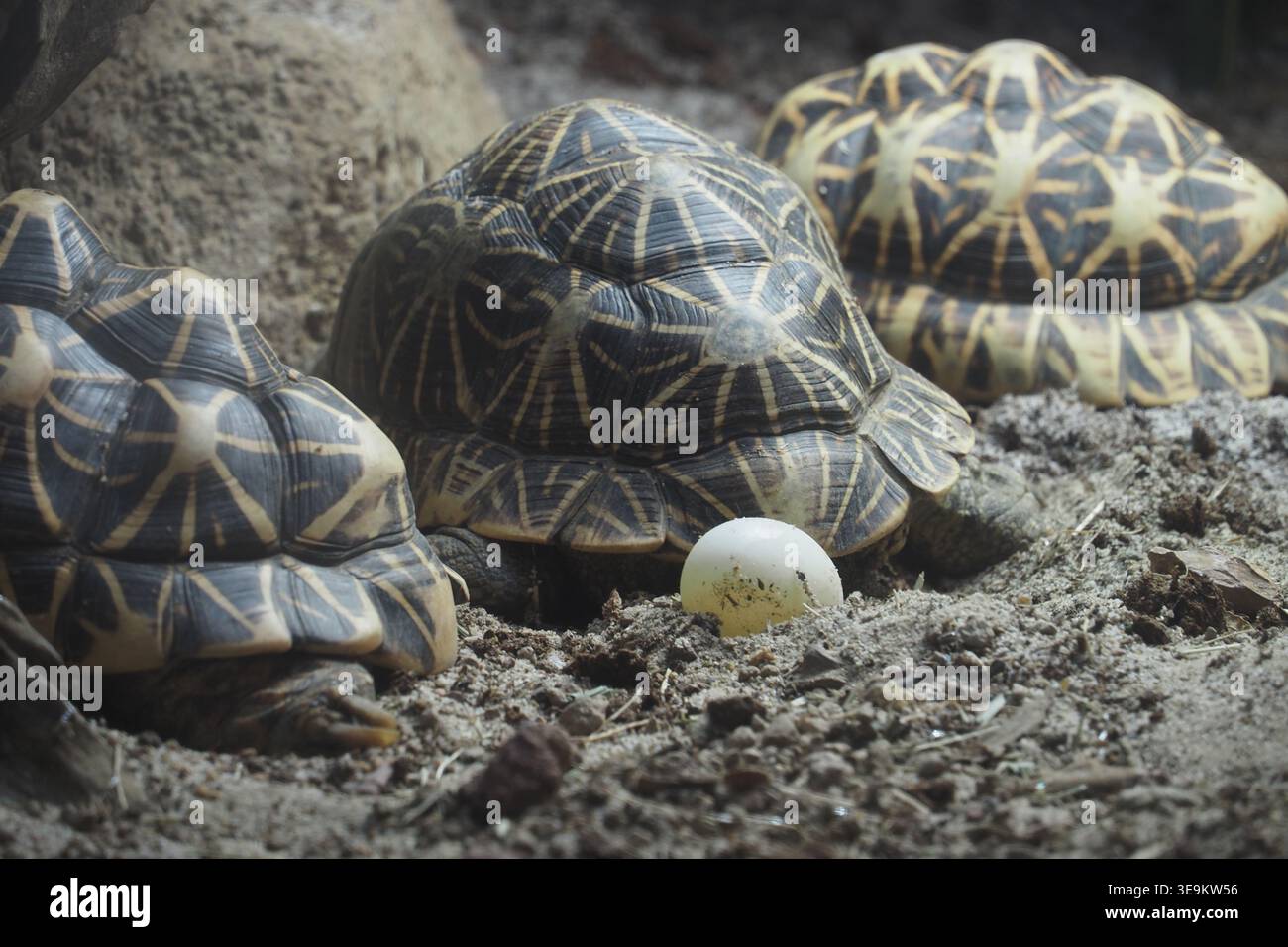 Turtles laying eggs in a natural setting Stock Photo